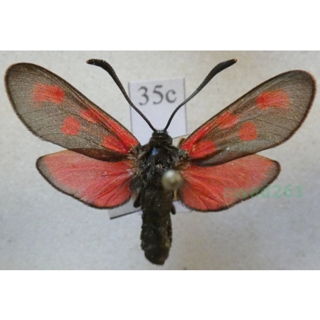 Zygaena angelicae Ochsenheimer, 1808 Kraśnik dzięgielowiec Czech35c